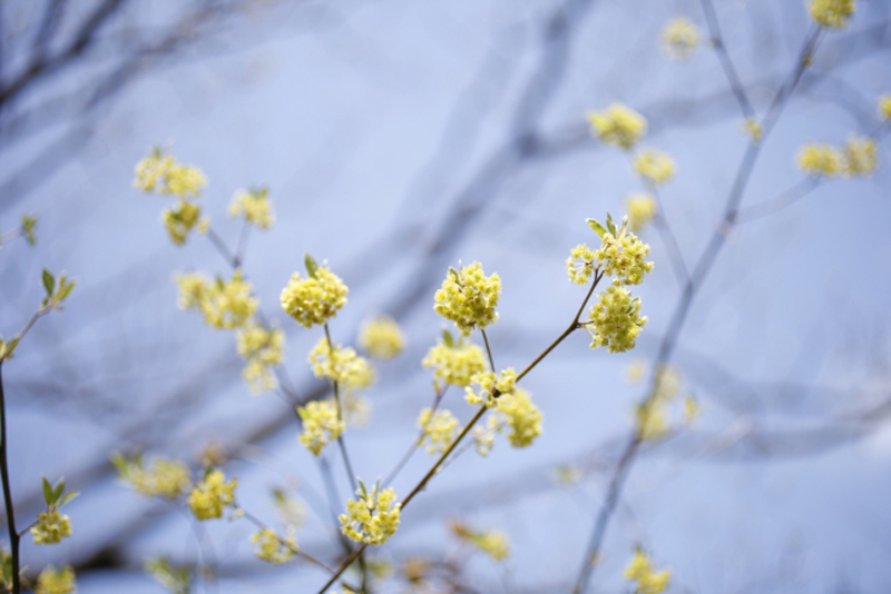 クロモジの花